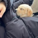 댕댕이지 이미지