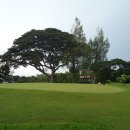 푸른잔디 이미지