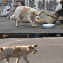 바둑이농장 이미지