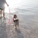 쉬었다가개 이미지