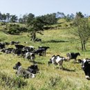 한국 축산 농원 이미지