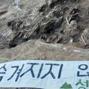 고치글라