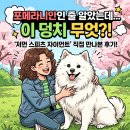 스피츠 | 포메라니안인 줄 알았는데 이 덩치 무엇? '저먼 스피츠 자이언트' 직접 만나본 후기!