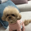 댕댕이 그루밍 이미지