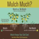 Mulch 이미지