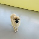딩동댕치원 | 부산애견유치원으로 유명한 딩동댕치원 다녀왔어요~~
