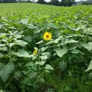 번영로농장 이미지