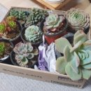 장암화원 이미지