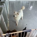 동물권자유너와 봉사 후기(강아지/고양이)