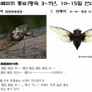 시리즈 31- 매미소리 가득한 여름 숲해설, “매미와 익선관” 이미지