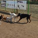 하남애견훈련소 이미지