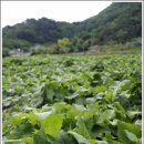 샘말농장 이미지