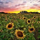 해바라기유원지 이미지