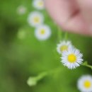 월산면 용구산 들꽃축제 | 2024 월산면 용구산 들꽃축제, 미스트롯 김태연과 함께하는 가을 축제
