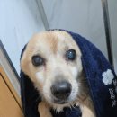 바로동물병원 | 광주노아동물병원 검색했다면, 후기만 보고 고르면 손해입니다