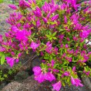 하모리-22 이미지