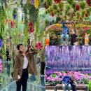 야생화천아트 | 가평 베고니아새정원 실내가볼만한곳 내돈내산 여행코스 입장료 할인 주차 핑크뮬리 댑싸리 포토존