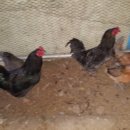 병동농장 이미지