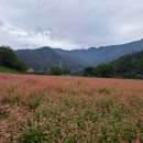 긴 여름 방학을 끝내고! - 영월 제천 경계를 넘나들며 꽃 기경도 하고 작은산 한바꾸 돌기~ 이미지