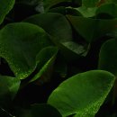 연꽃마을건넌들 이미지