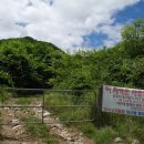 홍천산양산삼