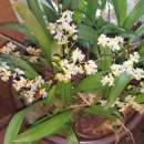 환타지아 이미지