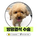 숲속동물병원 | 강아지 혈뇨 있다 없다 반복 , 원인은 방광결석 이었어요 [ 화성 새솔동 숲속동물병원 실제 케이스 ]