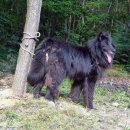 리즈퍼피 이미지