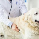 온유동물병원 이미지