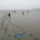 신안갯벌낙지