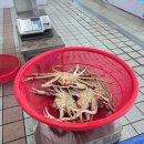 주식회사 동해러시아대게마을 | 동해) 킹크랩 포장해본 동해 추암 대게 맛집 "동해 러시아 대게마을"