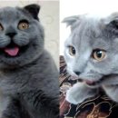 빼꼼낼름 이미지