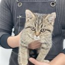 꼬순내 by. pet shop 이미지