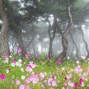 조화로이