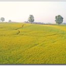 목장의아침 이미지