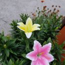 희망의 꽃 이미지