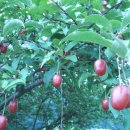 호성농장 이미지