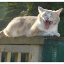 더바름동물병원 이미지