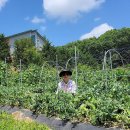 노을이슬 이미지