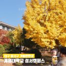 대구 단풍 명소 성서계대 은행나무 달서구 가볼만한곳 주차요금