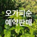 종삼농장 | 평창 오가피순 예약판매 1kg 2만원 [택배비포함]