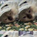 버만캣패밀리 이미지