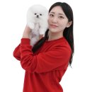 부산강아지분양 고양이분양 베스트펫 본점 | 세종고양이분양 미유펫 분양 후기 전문가는 달라요