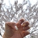 오늘해 네일 | 디자인 예쁜 봄네일아트 추천 마곡네일 오늘,네일 봄꽃네일 후기