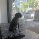 멍뭉이 이발소 이미지