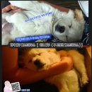 의령농협대의지점 | 제주 함덕 게스트하우스ㅣ 함덕해수욕장·서우봉 앞 숙소 하모 제주 후기