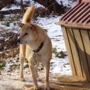서산황진이 Daum카페