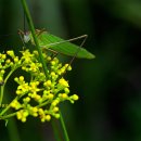 창녕 관룡산, 화왕산의 억새꽃 이미지