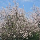 전곡항 클럽하우스 2층 | 수원 인계동 벚꽃 명소/전곡항 드라이브 와플 맛집