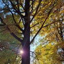 강남대로6길 65-7 | [공지] 🍂 양재시민의숲 가을 여행 완벽가이드 2025 | 서울 가을단풍명소 맛집 카페거리 총정리